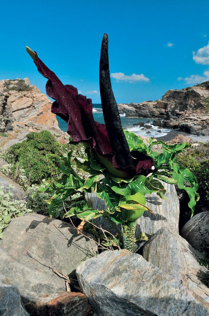 Květ drakovce neboli Dracunculus vulgaris může být i přes půl metrů dlouhý.
