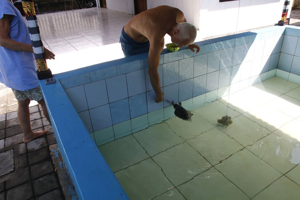 Projekt Zoo Brno v Indonésii zaměřený na záchranu zraněných mořských želv má za sebou úspěšnou premiéru. Do moře se vrátily první čtyři karety pravé.