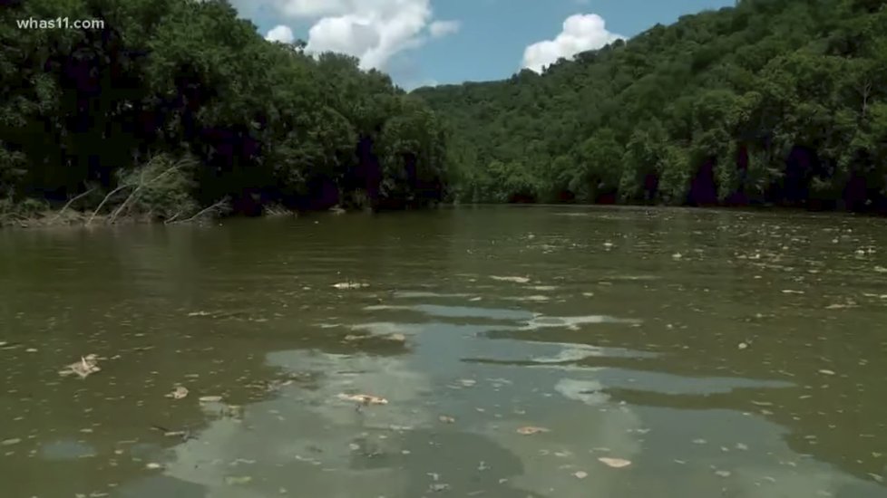 Pro ryby v řece Kentucky znamenal bourbon zkázu