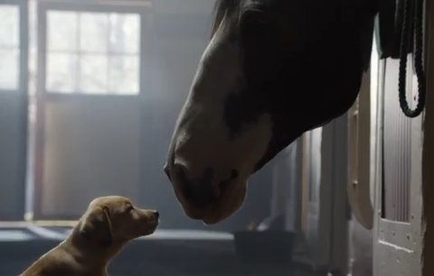 Víc než Superbowl, táhne dojemná reklama na pivo: Když psí láska vítězí!