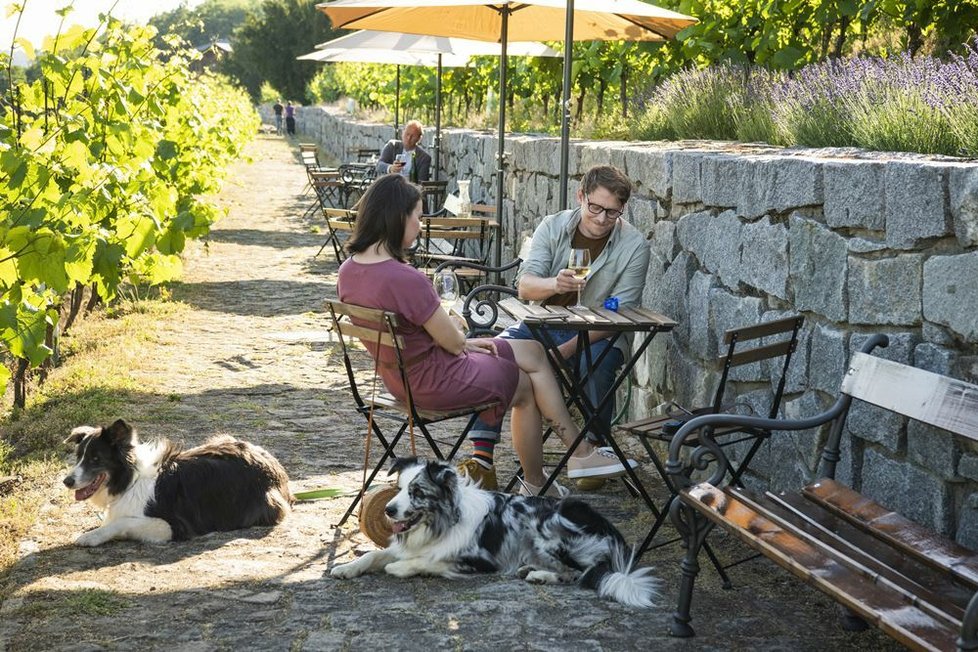 V romantické komedii Řekni to psem hraje hlavní roli Berenika Kohoutová