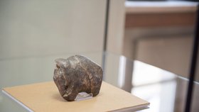 Takřka 30 tisíc let stará soška mamuta bude tahákem výstavy v brněnském Paláci šlechtičen.