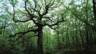 Brocéliandský hvozd: Navštivte les plný legend v malebném okolí města Rennes