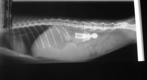 Galerie: Nejdivnější rentgenové snímky věcí uvnitř zvířat