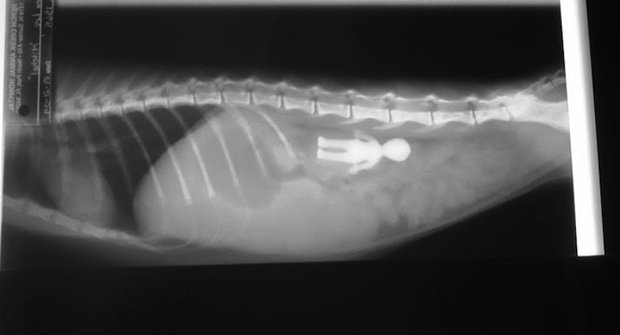 Galerie: Nejdivnější rentgenové snímky věcí uvnitř zvířat