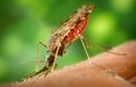 Komáří dokáží snadno otrávit letní dovolenou