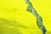Žlutá pole nenesou: Úroda řepky padá, klesne i sklizeň obilí
