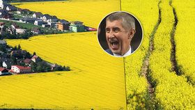 "Žlutý mor" škodí zemi i zvířatům! Babiš: Za pyl řepka nemůže