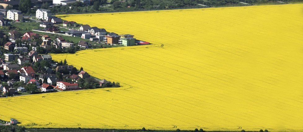 Města a vesnice v Čechách už mnoho let svírá páchnoucí žlutá záplava. Stále jí přibývá, protože pro zemědělce je velmi pohodlným zdrojem zisku.