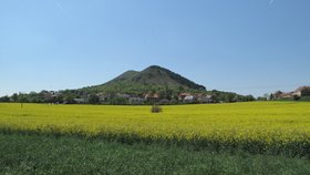 Česko patří ke špičce v produkci řepkového semene.