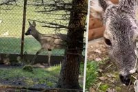 Obrovská radost v Makově: Srnečka otrávená řepkou jako zázrakem vidí a kamarádí se s ostatními zvířaty!