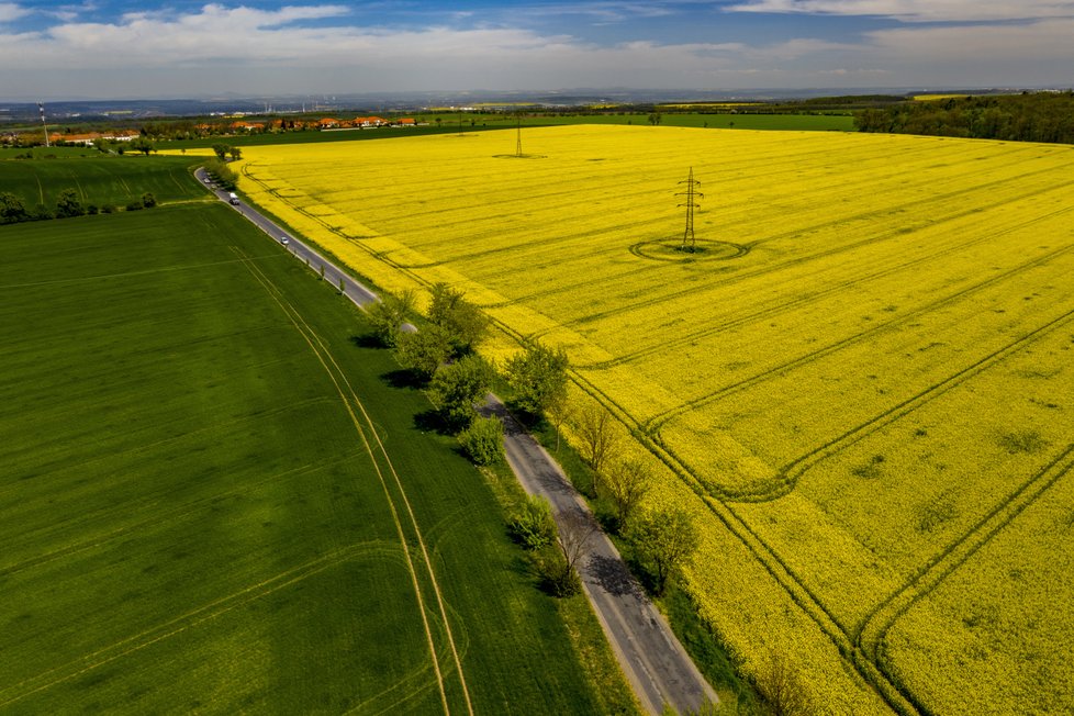 Místo brambor jsou pole v Česku plná řepky.