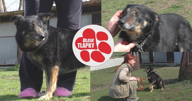 Květa držela psy zavřené na výkalech a bez slunce. Do kupy je dávali měsíce