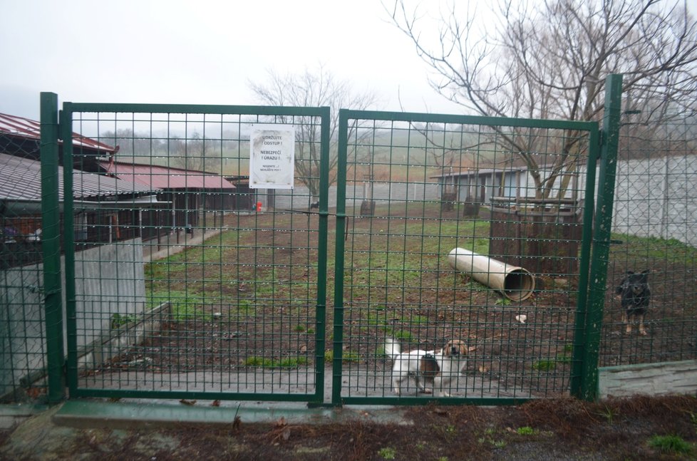 Čtvrt století pomáhá nechtěným, opuštěným a týraný psům a kočičkám útulek Psí domov v Řepnici na Litoměřicku.