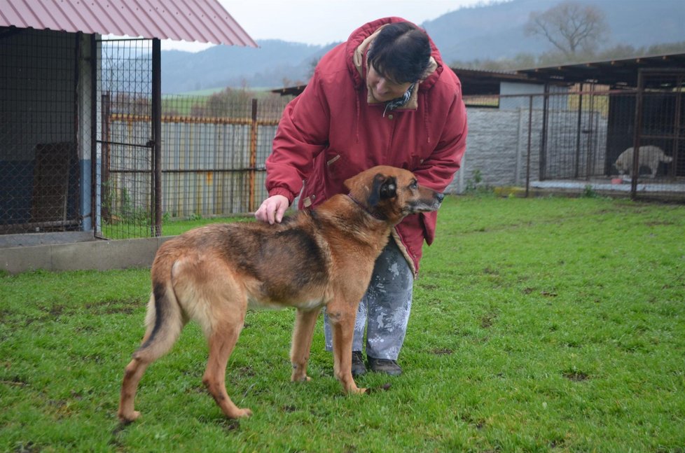 Čtvrt století pomáhá nechtěným, opuštěným a týraný psům a kočičkám útulek Psí domov v Řepnici na Litoměřicku.