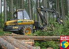 Jak se těží dřevo: Práce s vůní smůly
