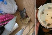 Myši, plíseň a náhražky. Další „restaurace hrůzy“ zavřeli inspektoři