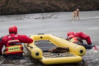 Retrívr uvízl na tenkém ledě: Zachránili ho hasiči