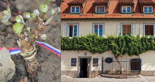 Keř Stare trty roste na tomto domě ve slovinksém Mariboru už minimálně 450 let. Nyní jednu odnož zasadil vinař v Kyjově.