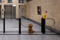 Příběh opuštěného pejska v metru dojal tisíce Pražanů: Zalarmovali i DPP, ale... byl to podvrh!