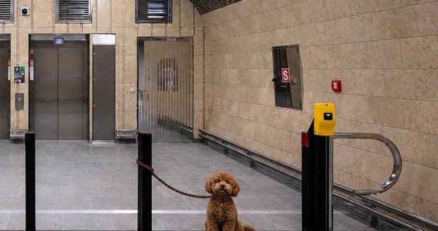 Příběh opuštěného pejska v metru dojal tisíce Pražanů: Už se předháněli kdo jej adoptuje! Má to ale háček