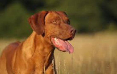 Rhodéský Ridgeback