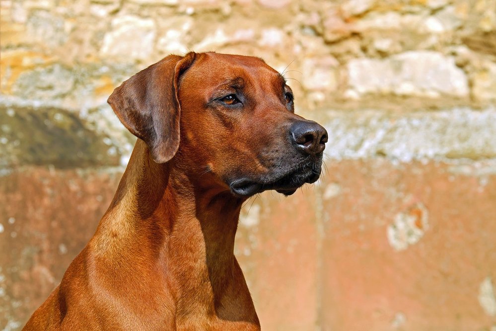 Rhodéský ridgeback je pes, který neštěká, ale kouše! Lovil lvy v Zimbabwe