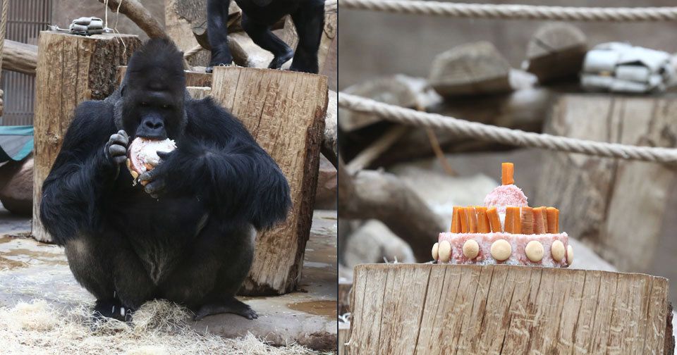 V pražské zoo bylo rušno, slavily se tam Richardovy narozeniny.