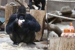 Gorilí celebrita Richard slaví 30. narozeniny. (ilustrační foto)