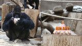 Snědl celý dort sám! Gorilí samec Richard oslavil 25. narozeniny po svém