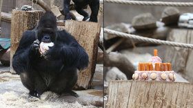 Gorilí celebrita Richard slaví 30. narozeniny. (ilustrační foto)
