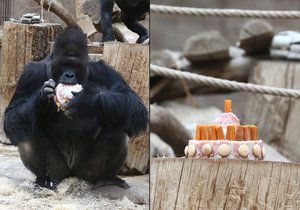 V pražské zoo bylo rušno, slavily se tam Richardovy narozeniny.