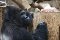 Velkolepá událost v zoo! 20 let v Praze oslaví vůdce gorilí tlupy Richard