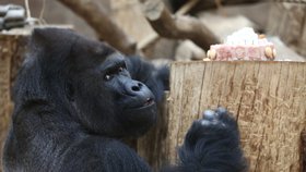 Velkolepá událost v zoo! 20 let v Praze oslaví vůdce gorilí tlupy Richard
