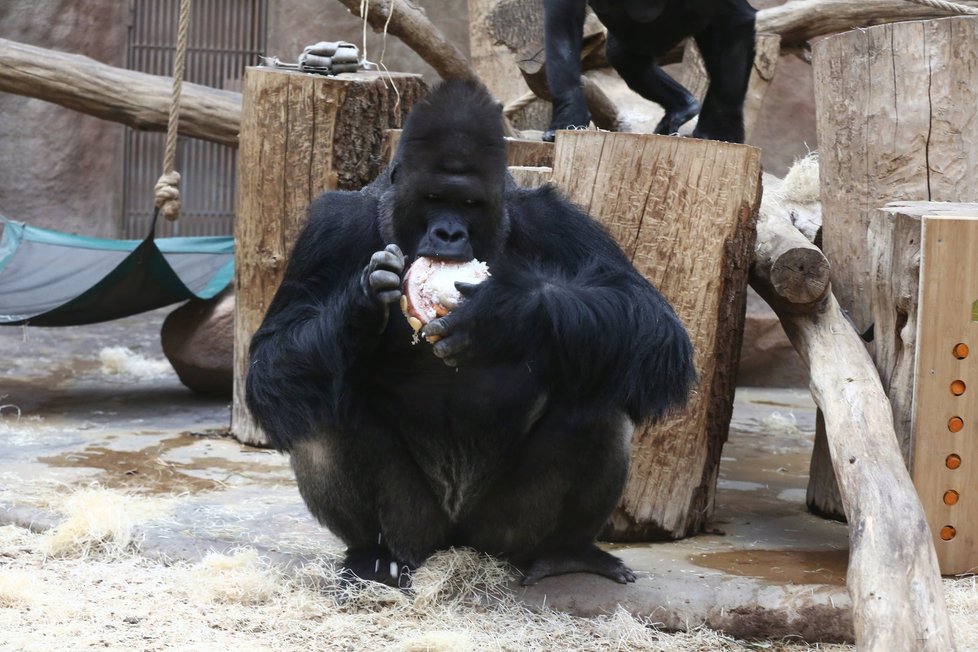 V pražské zoo bylo rušno, slavily se tam Richardovy narozeniny.