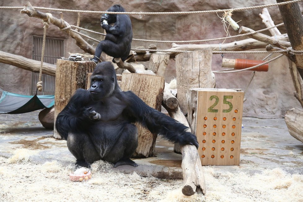 V pražské zoo bylo rušno, slavily se tam Richardovy narozeniny.