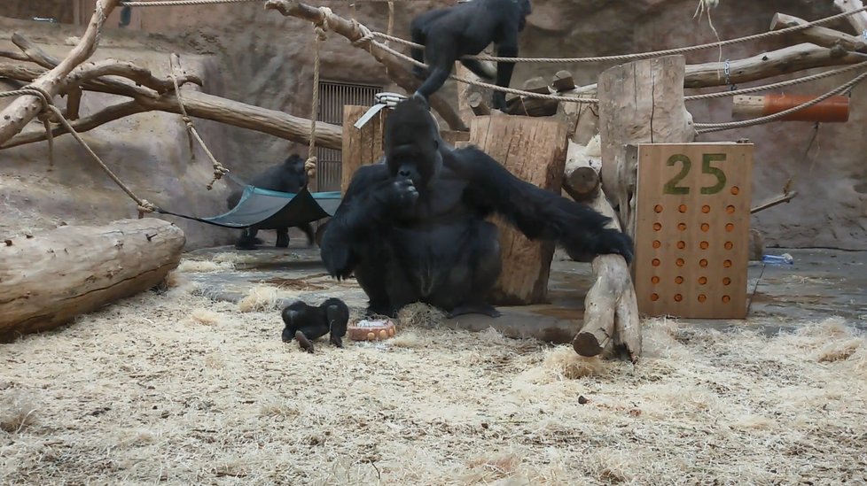 V pražské zoo bylo rušno, slavily se tam Richardovy narozeniny.