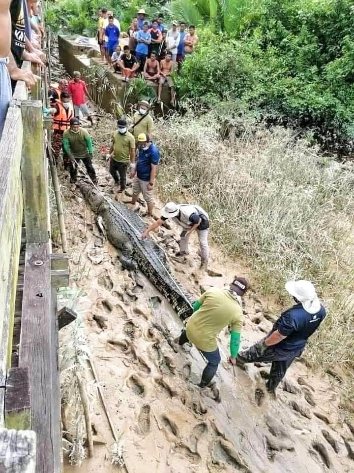 Krokodýl byl uloven asi pět kilometrů od místa, kde zabil a sežral Rickyho.