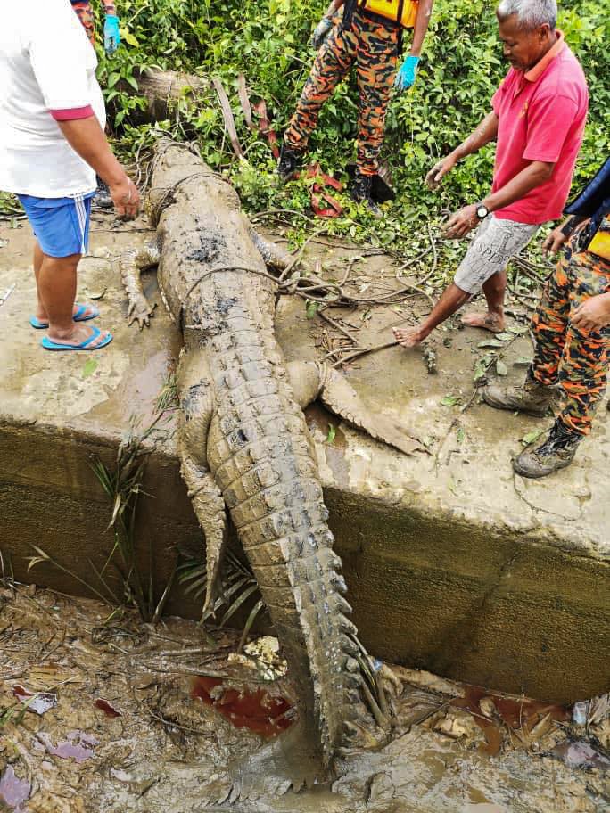 Krokodýli občas zaútočí i na člověka.