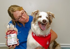 Nový registr dobrovolných psích dárců Červená tlapka má pomoci psům, kteří potřebují transfuzi krve. Majitelé do něj mohou registrovat větší psy.