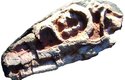 Zkamenělá lebka riojasaura je charakteristickynízká a dlouhá