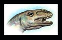 Přibližná představa vzezření hlavy dospělého jedince riojasaura