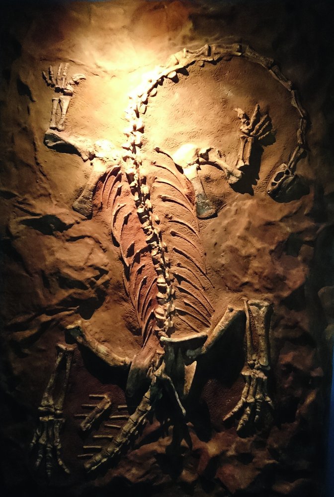 Některé kostry sauropodomorfů jsou objeveny v téměř kompletním stavu