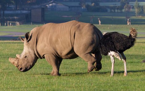 Překvapený nosorožec se nezmohl na odpor.