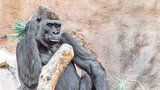 Veliký smutek v pražské zoo! Zemřela gorilí máma Bikira (†25), poranila si žaludek