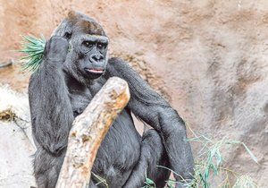 Gorila Bikira patřila v pražské zoo mezi ty s nejsmutnějším osudem.