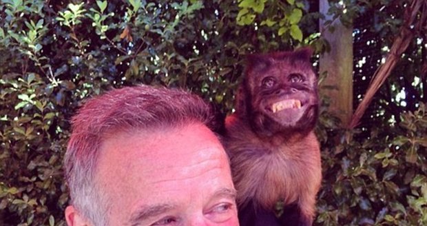Nejspíš poslední fotografie Robina Williamse před sebevraždou. S opicí se fotil na své narozeniny v červenci. Jeho vzhled napovídá pokročilému alkoholismu