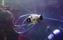 Squidbot s připojeným LED osvětlením během reálné zkoušky ve velkém mořském akváriu