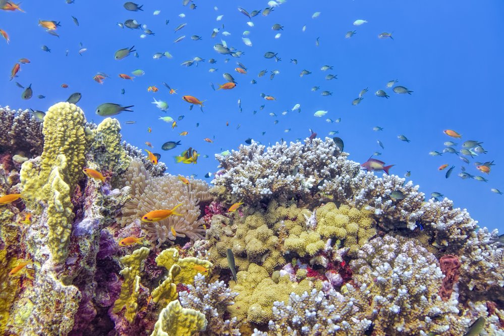 Korálové útesy jsou plné pestrého života. Squidbot se je chystá prozkoumat