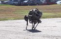WildCat, nejrychlejší volně se pohybující robot současnosti dosáhne až 32 km/h